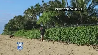 East Oahu beachfront property owners asked to trim back shoreline vegetation