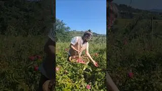 rose harvest