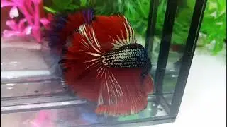 Red Copper Rosetail Betta Rosetail by colorsbetta