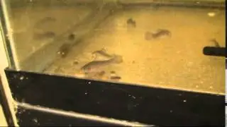 Pirate Perch Age-1 Feeding on Artemia nauplii