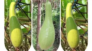 #Growing #Pure #Healthy #Fresh #Tender #Fresh  #Organic #BottleGourd #Harvesting #Steps# by #Steps#: