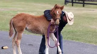 Frisky Foals - Besilu Collection - Paso Fino Horse Breeder - Nurturing Champions From Birth