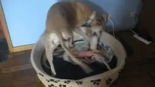 OLD GREYHOUND BITCH WITH TOY