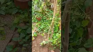 Expert Garden Maintenance in Puzhuthivakkam: Achieving the Perfect Outdoor Space  #shorts #garden