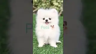 🌼 Things which I can't hate