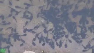 POLLYWOGS IN THE POND