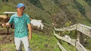 Toro, protagonista en la reproducción del hato - La Finca de Hoy