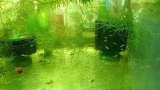 Second generation Danio choprae fry, one month later