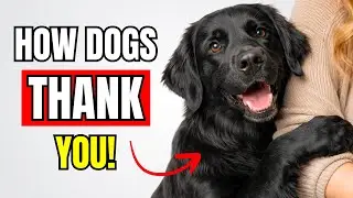 10 Things Your Dog Does to Thank You (Without You Noticing)