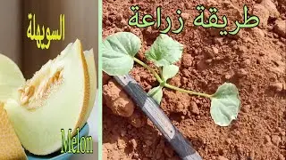 زراعة البطيخ السويهلة البلدية