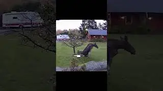 Drunk moose falls under my apple tree. #drunk #moose #falls