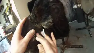 TAXIDERMY --WILD BOAR MOUNTING PART 3