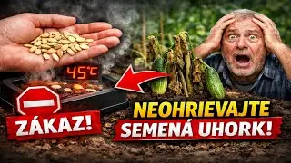 Neohrievajte uhorkové semená, pokiaľ nepoznáte túto vec! Pravda a najväčšie mýty záhradkárov.