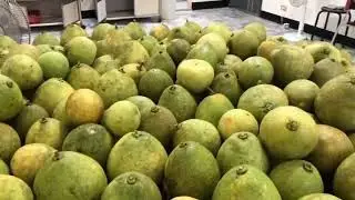 POMELO FRUIT #pamelo
