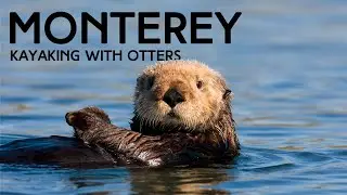 Monterey Bay | Kayak with Sea Otters