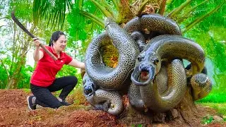 Harvesting 1000+ Giant Grey Cobra in Swamp Goes to Market Sell | Elsa Daily Life | L&yacute; Thị Hằng