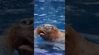 5 Fascinating Facts About Walruses!  #facts #animals  #funfacts
