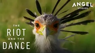 The Secretarybird | The Riot And The Dance (2024) | Angel Studios | CLIP
