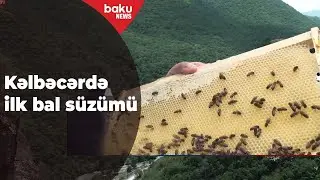 Kəlbəcər yaylaqlarında ilk bal süzümü aparılıb - Baku TV