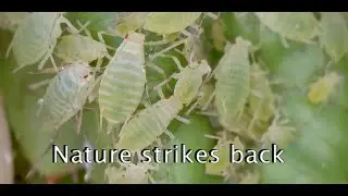 Aphid parasitized by a wasp