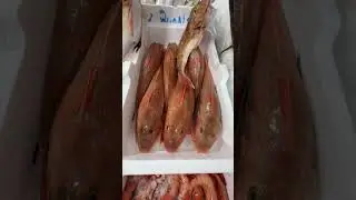 Good morning, little Italian fish! Every day is a new day with Robin Hood 🔥🔥💯