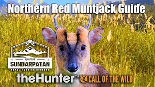 Путеводитель по северному красному мунтжаку &mdash; Сундарпатан, Непал &mdash; theHunter Call Of The Wild
