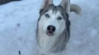 Shasta A257860