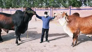 MANDI SURAT E HAAL APP SUB KI REQUEST PER - BAKRA MANDI - PAKISTAN 2020