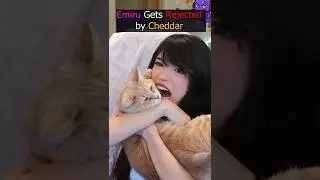 Эмиру отвергает собственная кошка #emiru #twitchclips #twitch