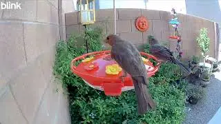 Welcome to @Hummingbird_TV In this video, we have a baby Hummingbird and baby Finches! 🤩