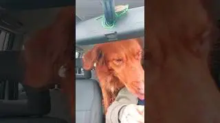 #dog #pets #eating #food #funny #life #family #love #beautiful #live #explore #automobile #explore