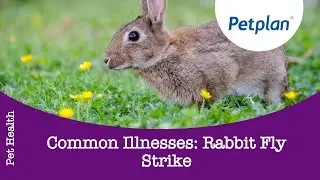 Rabbit Illness: Flystrike in Rabbits - Petplan