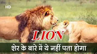 Amazing Facts About Lion |  शेर के बारे में ये नहीं पता होगा | Strange Facts