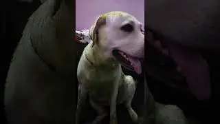 dog ❎ baccha ✅❤️#shorts #ytshorts #petparentlife #pets #love #trending
