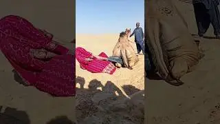 فتاة صحراوية تسحب أنبوبًا بقوة من خلف الجمل