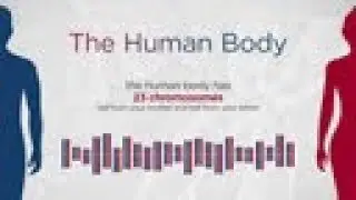 The Human Body: The Blueprint of You