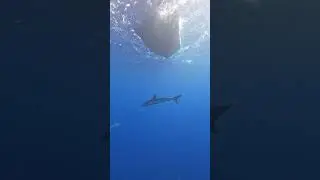 Shark swims under boat right next to diver! 🦈