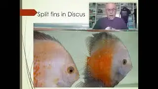 Split fins or broken fins in Discus, Scalare and other fish: cause, origin, diagnose & treatment