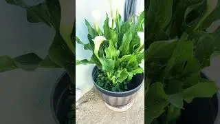 White calla lilies.