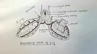 How to draw respiratory tract of frog || Lungs of frog || Pulmonary respiration in frog