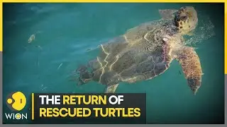 The tale of survival of port & starboard | WION Climate Tracker | Latest English News |
