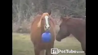 Horses Battle for the Ball- PetTube