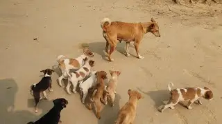 Desi Dog 🐕 Puppy's Village