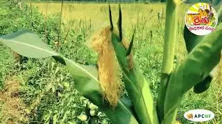 A grade model through natural farming