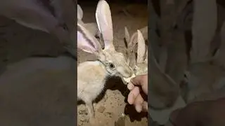 Дикий хвостатый заяц #шорты #животные #питомцы