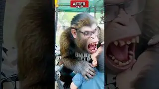 Angry monkey 🐒