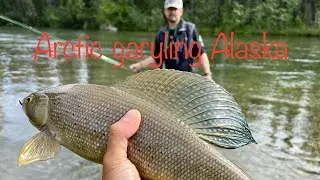 Fly Fishing Arctic grayling in Delta Junction Clearwater, Alaska