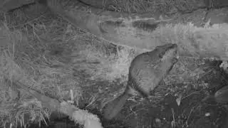 Beaver Bites Off More Than He Can Chew