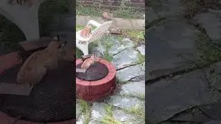 Momma Bobcat & 5 babies made backyard home base