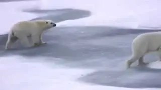 Isbj&oslash;rn
